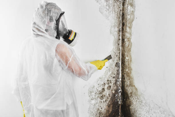 Certified Mold Removal in Cornwells Heights, PA