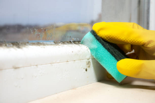 Best Mold Damage Repair  in Cornwells Heights, PA