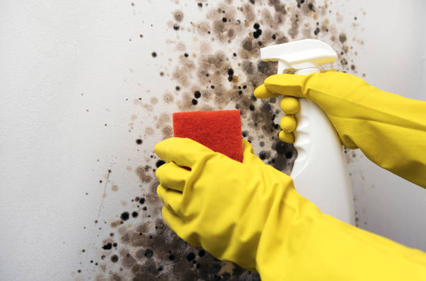Best Local Mold Removal Service  in Cornwells Heights, PA