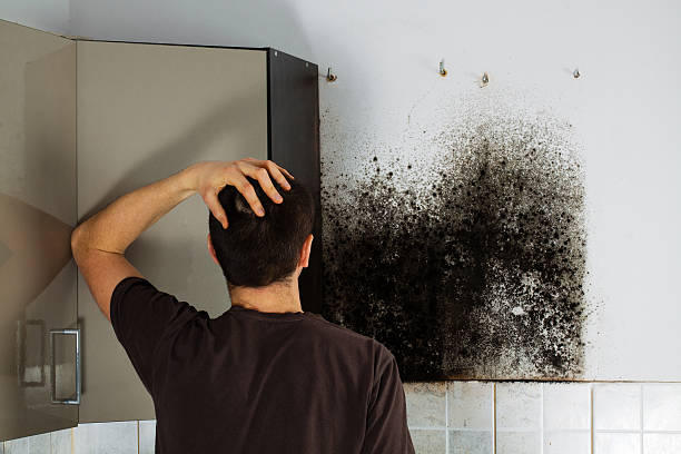 Best Mold Removal Process  in Cornwells Heights, PA
