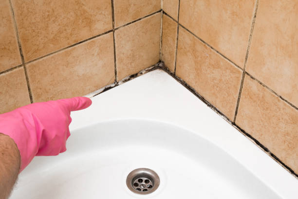 Best Best Mold Removal Companies  in Cornwells Heights, PA