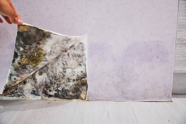 Best Mold Testing  in Cornwells Heights, PA
